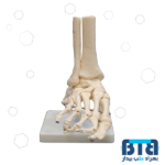 بازی آموزشی طرح آناتومی اسکلت پا کد 118