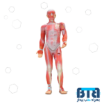 بازی آموزشی طرح مولاژ عضلات بدن انسان 1/2 اندازه طبیعی