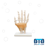 بازی آموزشی طرح آناتومی اسکلت دست کد159