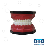 بازی آموزشی طرح آناتومی دندان کد 25