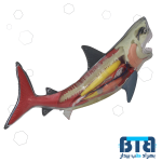 بازی آموزشی طرح کوسه