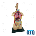 مولاژ نیم تنه بدن انسان 1/2 اندازه طبیعی مدل 4040