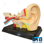 مولاژ گوش انسان 3 برابر اندازه طبیعی