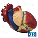 مولاژ قلب انسان 6 قسمتی
