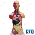 مولاژ مینی نیم تنه با نمایش عضلات انسان 1/4 اندازه طبیعی مدل 7P