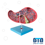 مولاژ کبد انسان 1/5 برابر اندازه طبیعی