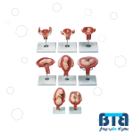 مولاژ سری مراحل حاملگی 8 قسمتی اندازه طبیعی