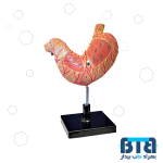 مولاژ معده انسان اندازه طبیعی