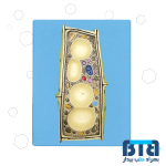 مولاژ سلول گیاهی