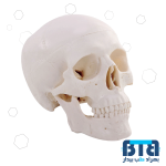 بازی آموزشی مدل مولاژ مینی جمجمه انسان کد A015