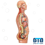 مولاژ دستگاه عصبی خودکار( غیر ارادی ) 80x30