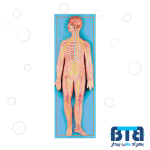 مولاژ دستگاه عصبی 80x30