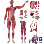 مولاژ تمام تنه عضلات با نمایش اندام داخلی (27 قسمتی 1/2 اندازه طبیعی)