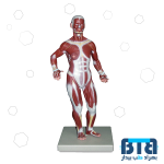 مولاژ عضلات 1/3 ساده