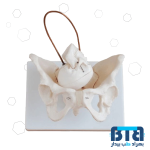 مولاژ لگن زن با نمایش جمجمه جنین اندازه طبیعی