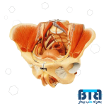 مولاژ لگن خاصره زن با نمایش ماهیچه ها 4 قسمتی اندازه طبیعی