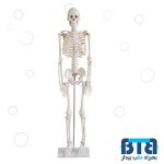 مولاژ اسکلت بدن انسان ۱/۲ اندازه طبیعی