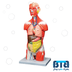 مولاژ نیم تنه بدن انسان 1/2 اندازه طبیعی با نمایش ماهیچه 11 قسمتی