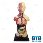 مولاژ نیم تنه بدن انسان 1/2 اندازه طبیعی با نمایش ماهیچه مدل 6060