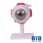 مولاژ چشم انسان 10 برابر اندازه طبیعی