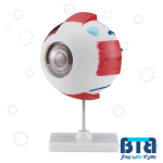 مولاژ چشم 20 برابر اندازه طبیعی