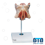 مولاژ دستگاه تناسلی زن