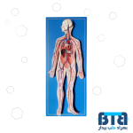 مولاژ دستگاه گردش خون 85x35