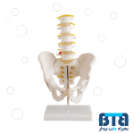 مولاژ لگن خاصره با 5 مهره تحتانی اندازه طبیعی