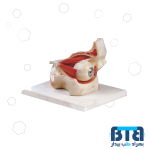 مولاژ کره چشم با نمایش ماهیچه 10 برابر اندازه طبیعی