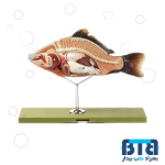 مولاژ ماهی قابل تفکیک 4 قسمتی اندازه طبیعی