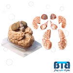 مولاژ 8 قسمتی مغز انسان اندازه طبیعی