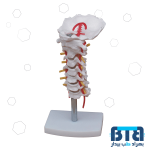 مولاژ مهره های گردن اندازه طبیعی