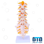 مولاژ مهره های تحتانی اندازه طبیعی