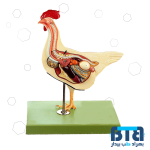 مولاژ مرغ 7 قسمتی اندازه طبیعی