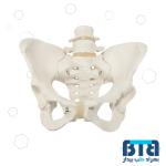 مولاژ استخوان بندی اسکلت لگن خاصره 3 قسمتی اندازه طبیعی