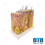 مولاژ پوست با نمایش پلکانی لایه ها اندازه طبیعی