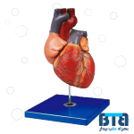 مولاژ قلب ۱/۵ برابر اندازه طبیعی