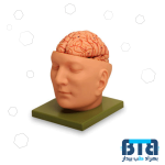 مولاژ سر با نمایش مغز اندازه طبیعی