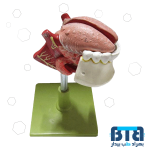 مولاژ زبان و دندان اندازه طبیعی