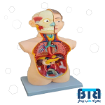 بازی آموزشی مدل مولاژ آناتومی بدن انسان 2/3 اندازه طبیعی
