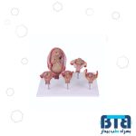 مولاژ مراحل تشکیل جنین ۵ قسمتی