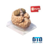 مدل مغز انسان 2 قسمتی اندازه طبیعی