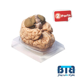 مدل مغز انسان 2 قسمتی اندازه طبیعی