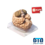 مدل مغز انسان 8 قسمتی اندازه طبیعی